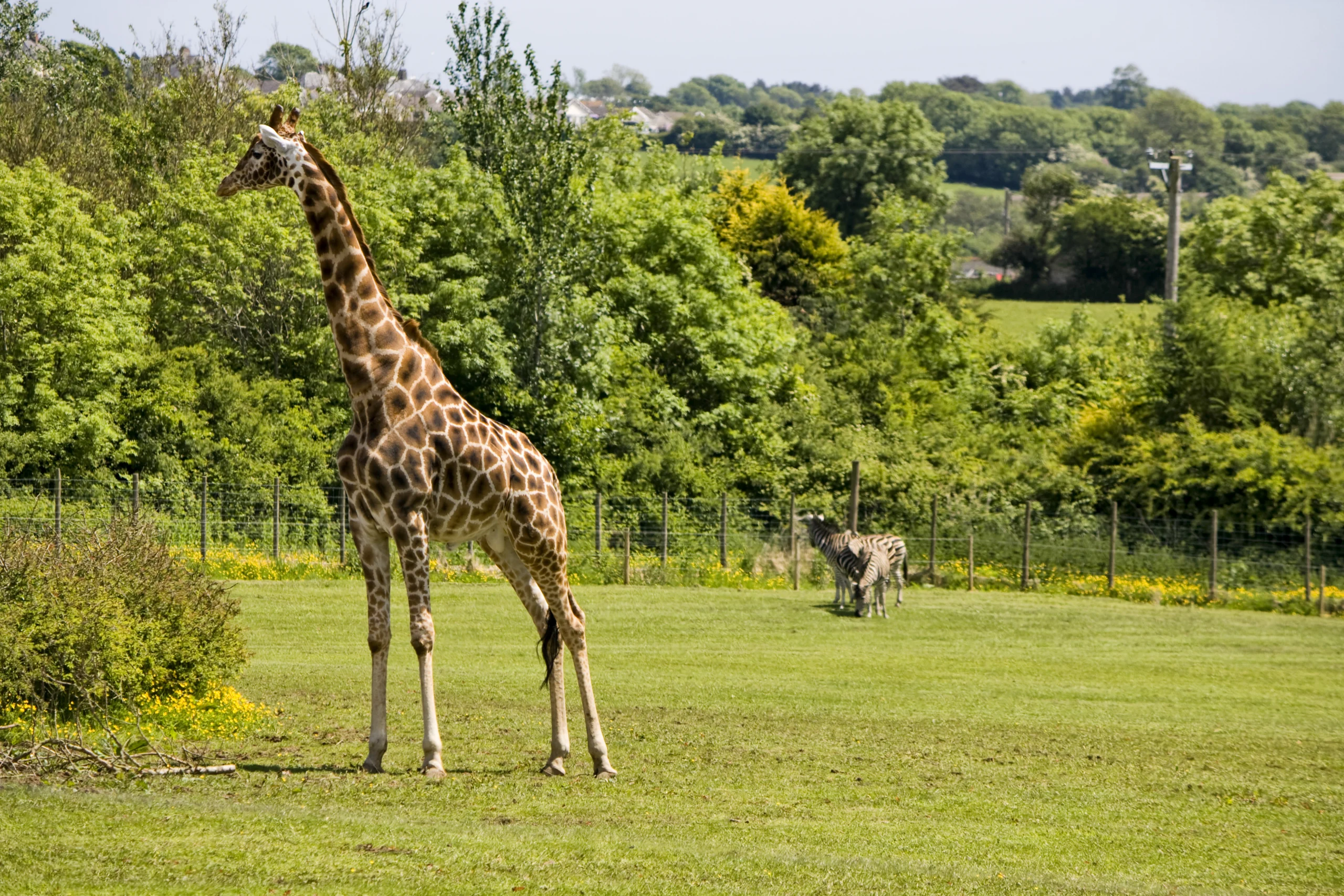 Rafiki the Giraffe dies at Folly Farm - Herald.Wales