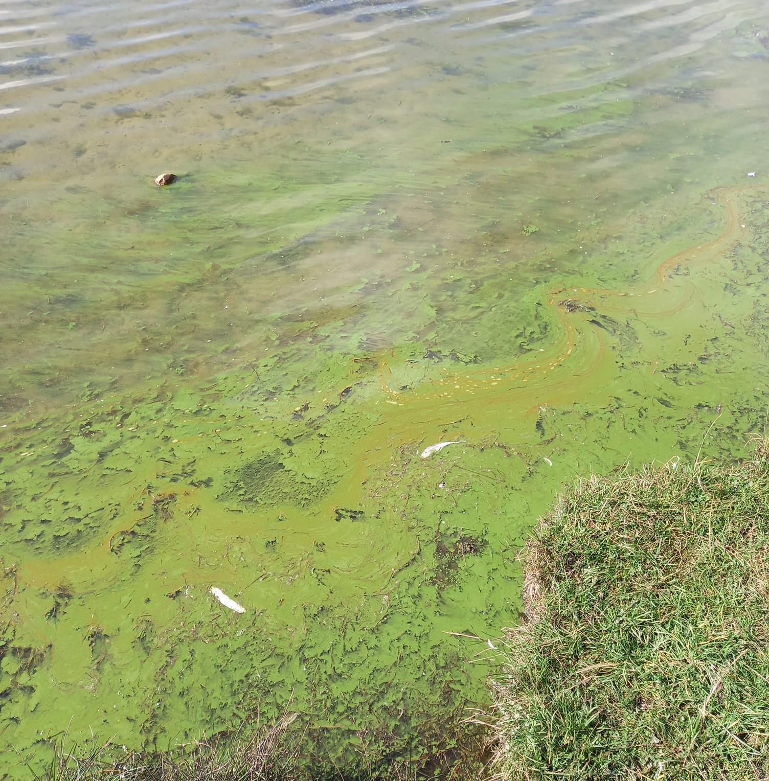 Blue-green algae warning at Pen y Fan pond - Herald.Wales