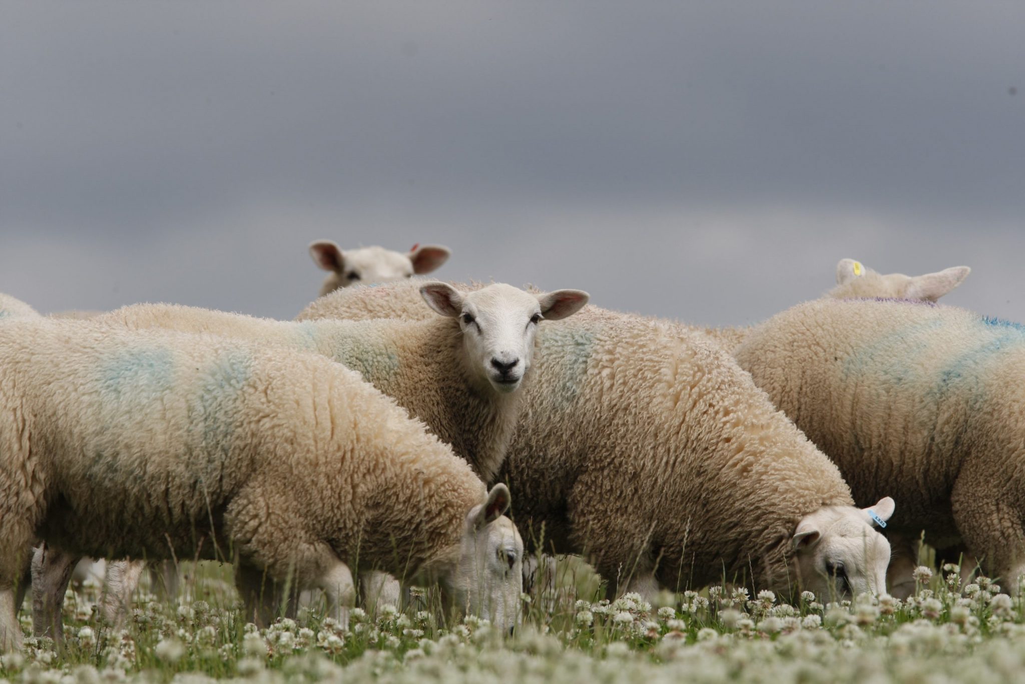 Welsh Government must balance farming priorities - Herald.Wales