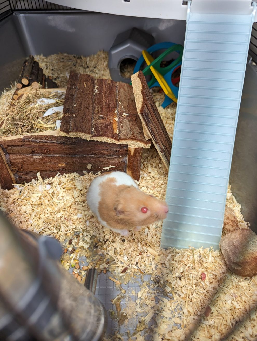 Rspca hamster hot sale cage