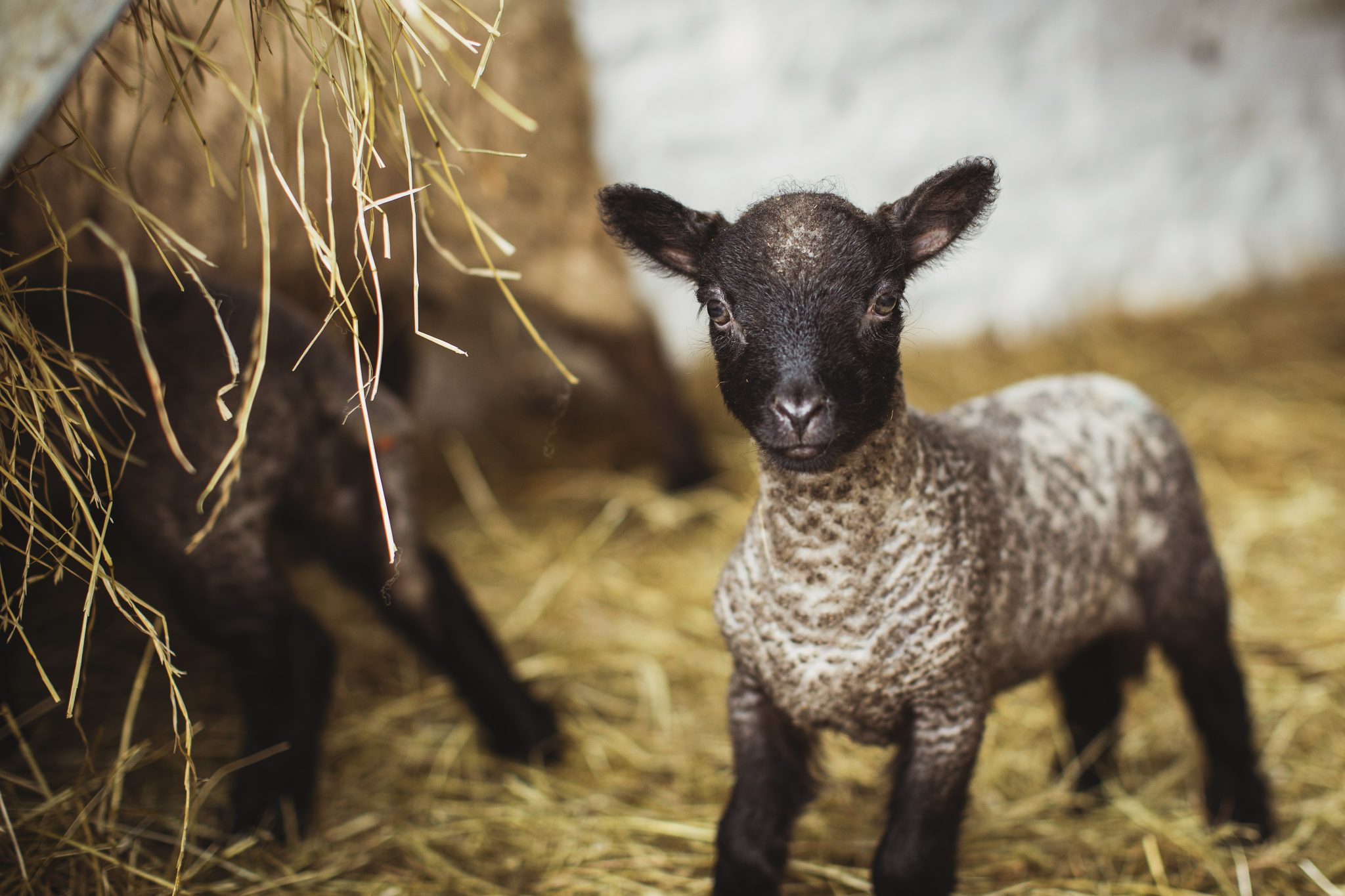 PGI Welsh Lamb campaign launched at the Royal Welsh Show - Herald.Wales