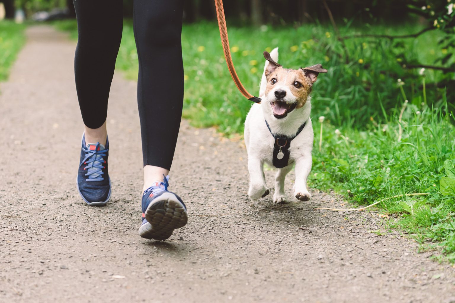 vets-warning-to-dog-walkers-this-week-herald-wales