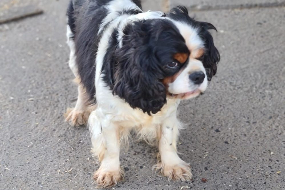 Police appeal for information about dog thefts in Llandeilo