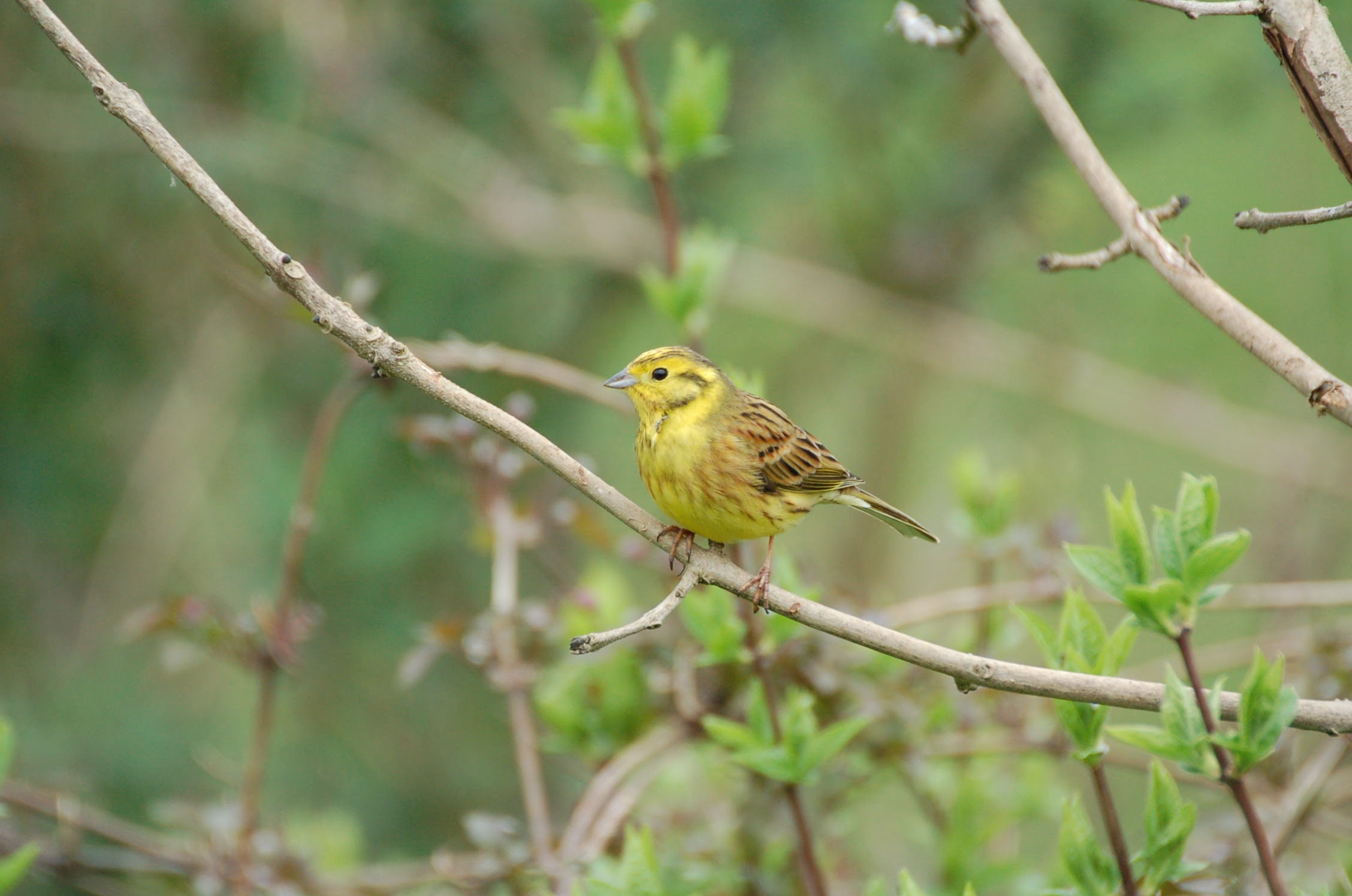 2026 Bird Count highlights success of farm conservation measures for wildlife