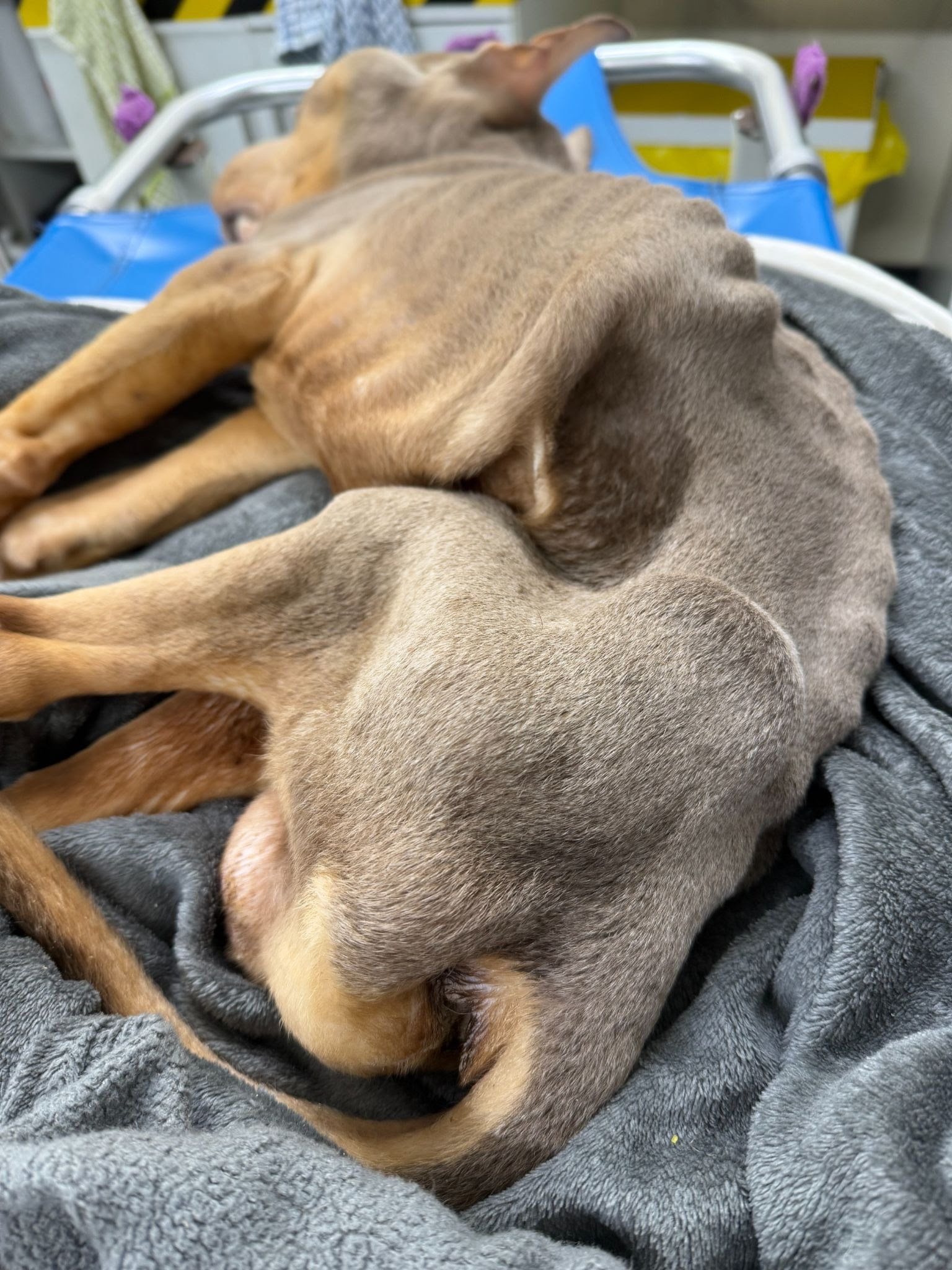 Swansea woman handed bulldog she ‘starved to death’ over to vets